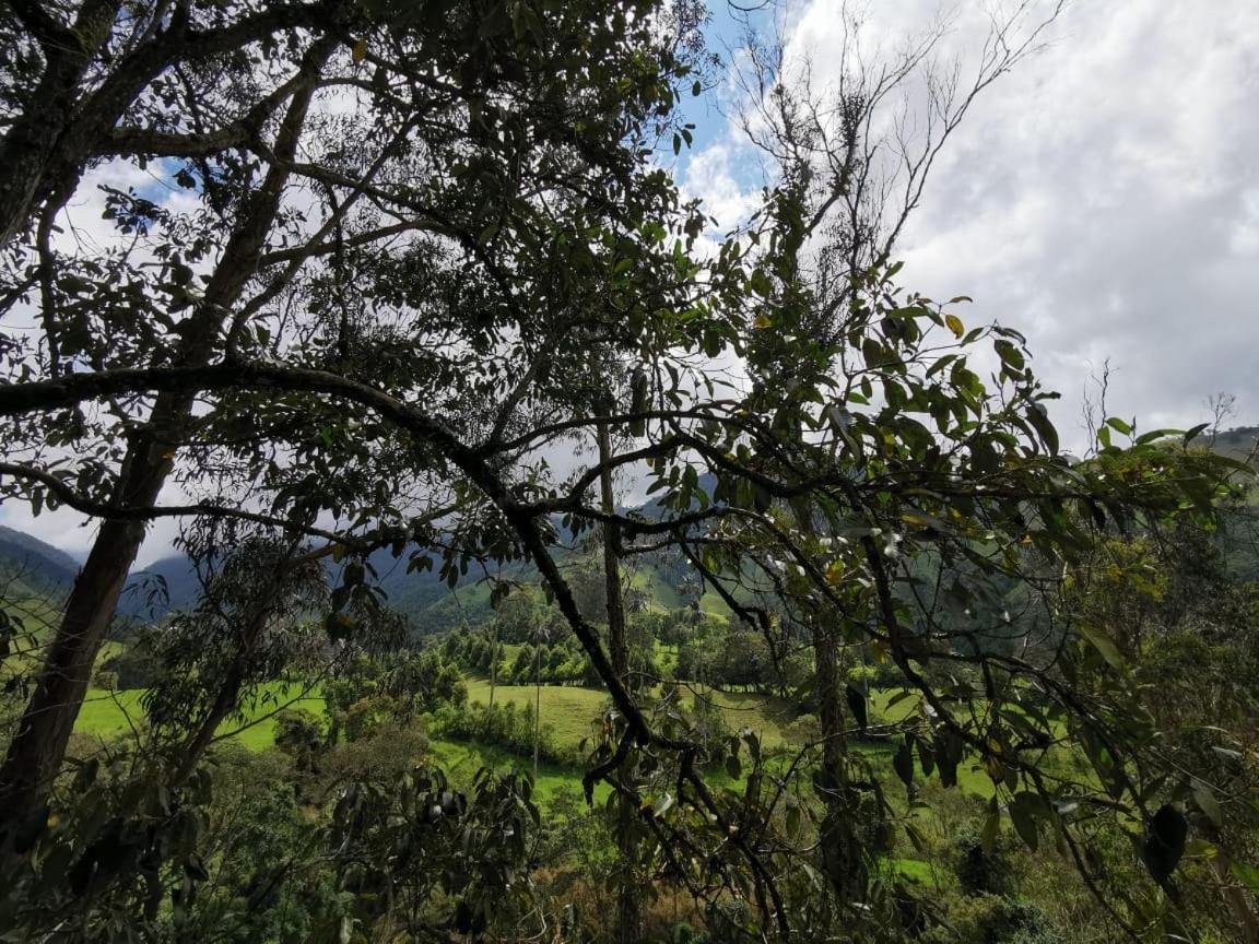Cabanas Valle Del Cocora La Truchera Σαλέντο Εξωτερικό φωτογραφία