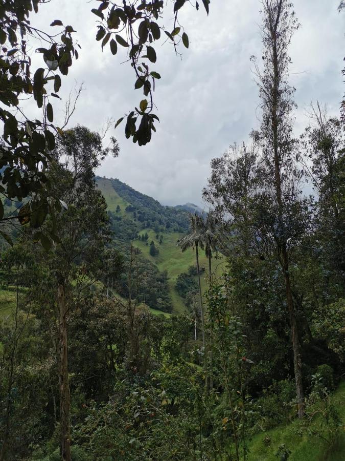 Cabanas Valle Del Cocora La Truchera Σαλέντο Εξωτερικό φωτογραφία