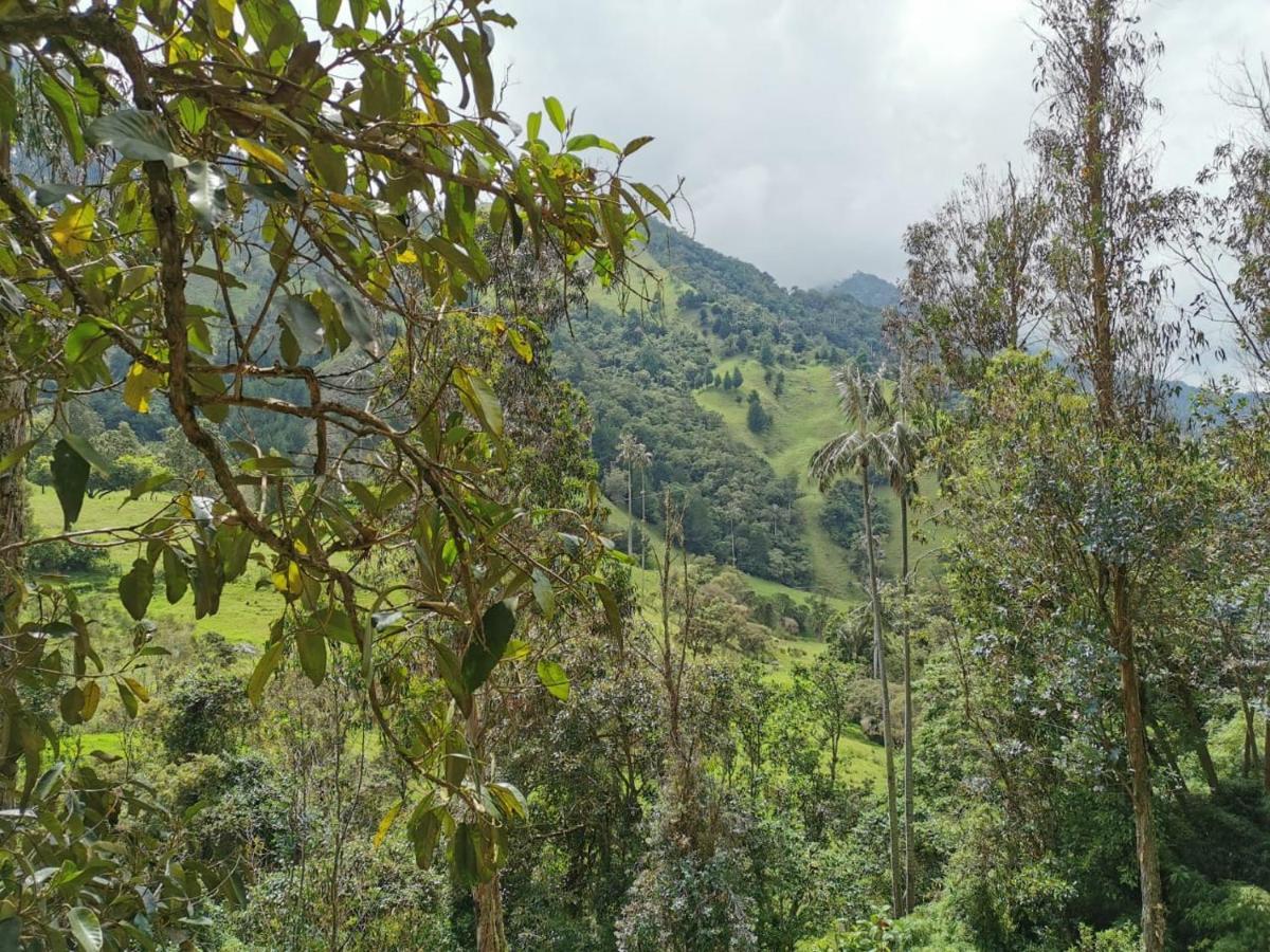Cabanas Valle Del Cocora La Truchera Σαλέντο Εξωτερικό φωτογραφία