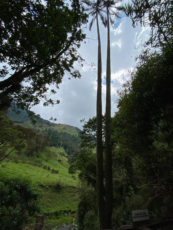 Cabanas Valle Del Cocora La Truchera Σαλέντο Εξωτερικό φωτογραφία